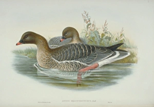 Anser brachyrhynchus, pink-footed goose Anser brachyrhynchus, pink-footed goose
