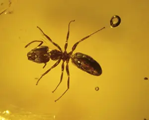 Ant in Amber Print, Upper Eocene Period