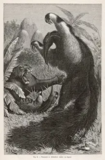 Antique Animal Illustrations Prints: Ant-Eater / A. L. Clement