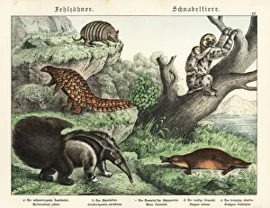 Anteater, pangolin, armadillo, sloth and platypus Anteater, pangolin, armadillo, sloth and platypus