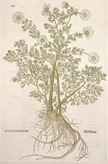 Botany Library Collection Prints: Anthemis cotula, mayweed chamomile