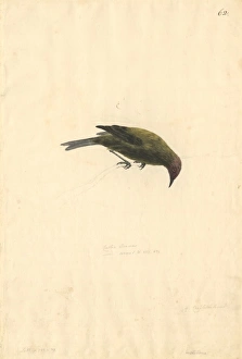 Anthornis melanura, New Zealand bellbird Anthornis melanura, New Zealand bellbird