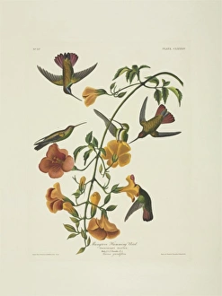 Anthracothorax nigricollis, black-throated mango Anthracothorax nigricollis, black-throated mango