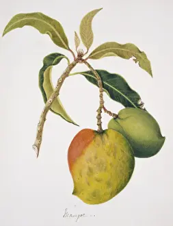 Anthracothorax sp. Mango Print, Plate 43 (1858)