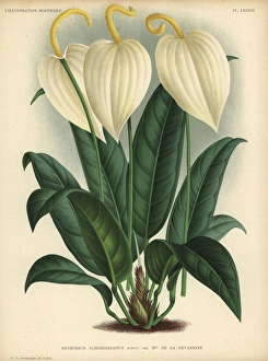 Anthurium scherzerianum or flamingo flower Anthurium scherzerianum or flamingo flower