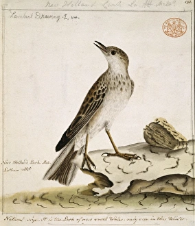 Anthus novaeseelandiae, New Zealand pipit Anthus novaeseelandiae, New Zealand pipit
