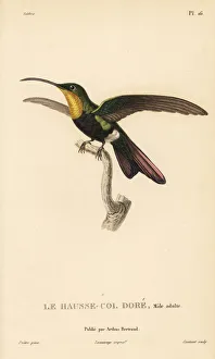 Antillean mango, Anthracothorax dominicus Antillean mango, Anthracothorax dominicus