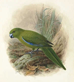 Antipodes Island Parakeet Antipodes Island Parakeet
