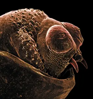 Scanning Electron Microscope Images Prints: The anus of a bot fly