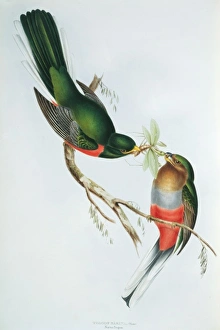 Apaloderma narina, Narinas trogon Apaloderma narina, Narinas trogon