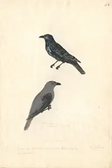 Captain Cook Second Voyage Prints: Aplonis striata, striated starling