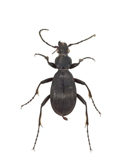 Aplothorax burchelli, giant ground beetle Aplothorax burchelli, giant ground beetle