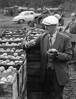 English Apple Inspection Print, 1950s