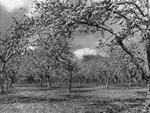 Kent England Landscape Photography Prints: Apple Orchard