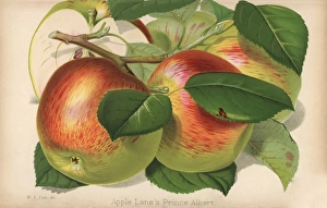 Apple variety, Lanes Prince Albert, Malus domestica Apple variety, Lanes Prince Albert, Malus domestica