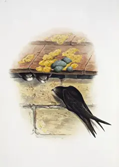 Apus apus, Common Swift Print (1873)
