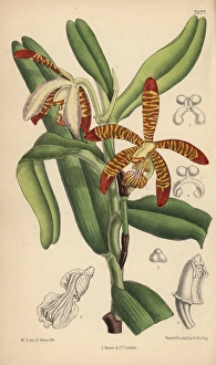 Arachnanthe clarkei, striped orchid of the Arachnanthe clarkei, striped orchid of the