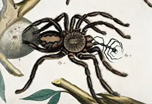 Araneidae Family Spiders Prints: Aranea maxima ceilonica, tarantula