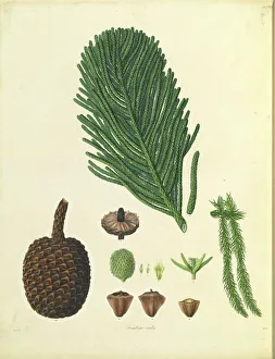 Araucaria columnaris & A. heterophyllo Araucaria columnaris & A. heterophyllo
