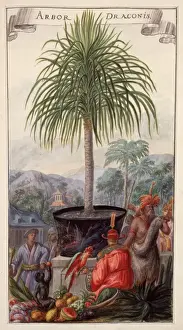 Exotic Tree Prints: Arbor Draconis
