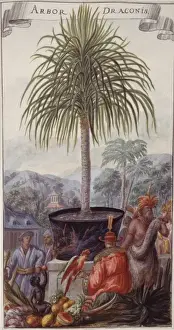 Monocotyledon Flowering Plants Prints: Arbor draconis, dragon tree