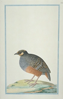 Arboricola javanica, Javan partridge Arboricola javanica, Javan partridge