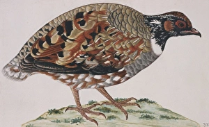 Arborophila torqueola, common hill partridge Arborophila torqueola, common hill partridge