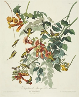 Archilocus colubris, ruby-throated hummingbird Archilocus colubris, ruby-throated hummingbird