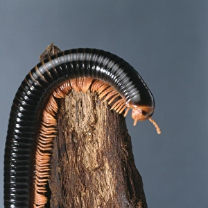 Archispirostreptus spp, giant millipede Archispirostreptus spp, giant millipede