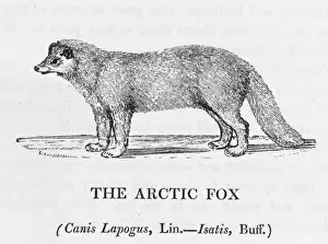 Arctic Wildlife Art Prints: Arctic Fox (Bewick)