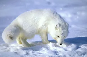 Arctic Fox searches for food, sniffing lemmings Arctic Fox searches for food, sniffing lemmings