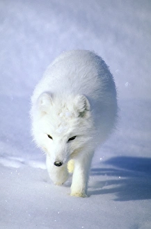 Arctic Fox searches for food, trotting along Arctic Fox searches for food, trotting along