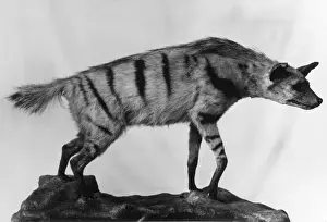 Prints of A stuffed Aardwolf, similar to a hyena, native to southern and eastern Africa, which feeds mainly on termites and insect larvae. Yellowish grey fur with black stripes. Date: 1930s Hyaenidae Prints: Aardwolf Print, Yellowish Grey and Black Stripes, 1930s