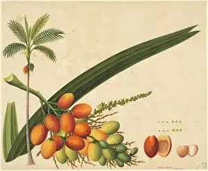 John Reeves Botanical Drawings Prints: Areca sp