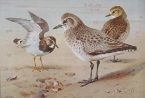 Arenaria interpres, Pluvialis apricaria, Pluvialis squatarol Arenaria interpres, Pluvialis apricaria, Pluvialis squatarol