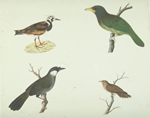 Arenaria interpres, ruddy turnstone and other birds Arenaria interpres, ruddy turnstone and other birds