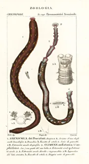 Arenicola marina and Clymene amphistoma Arenicola marina and Clymene amphistoma