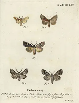 Argentine, flame brocade and archer's dart Argentine, flame brocade and archer's dart