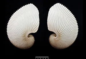Argonauta hians, brown paper nautilus Argonauta hians, brown paper nautilus