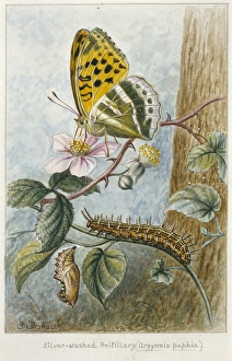 Argynnis paphia, silver-washed fritillary Argynnis paphia, silver-washed fritillary