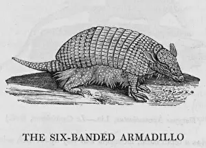 Small Mammal Images Prints: Armadillo (Bewick)