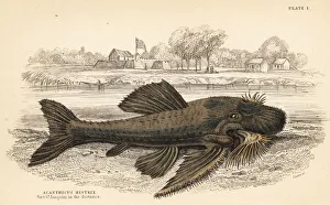 Armored catfish species, Acanthicus hystrix Armored catfish species, Acanthicus hystrix
