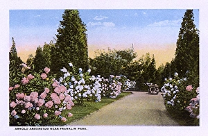 Arnold Arboretum, Boston, Massachusetts, USA Arnold Arboretum, Boston, Massachusetts, USA