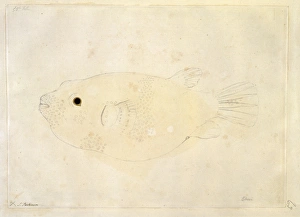Arothron meleagris, puffer fish Arothron meleagris, puffer fish