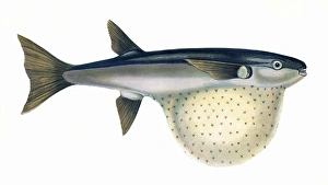 Arothron stellatus, or Pennants Globefish Arothron stellatus, or Pennants Globefish
