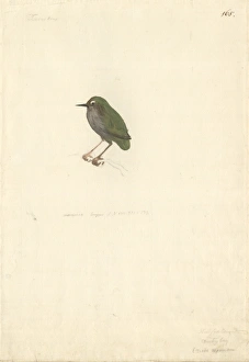 Artamus leucorhynchus, white-breasted woodswallow Artamus leucorhynchus, white-breasted woodswallow