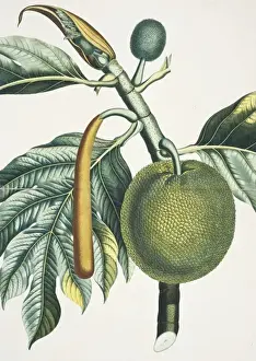 Moraceae Family Plants Prints: Artocarpus incisa, breadfruit tree