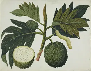 Angiosperm Flowering Plants Prints: Artocarpus sp