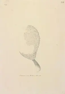 Moraceae Family Plants Prints: Artucarpus altitis