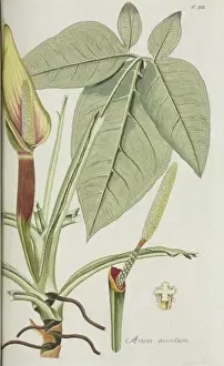 Angiosperm Flowering Plants Prints: Arum auritum